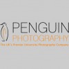 Penguin Photography